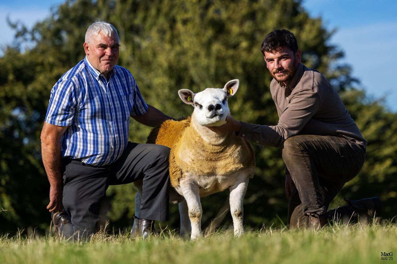 Texel ram makes €40,000 at sale in Blessington Mart