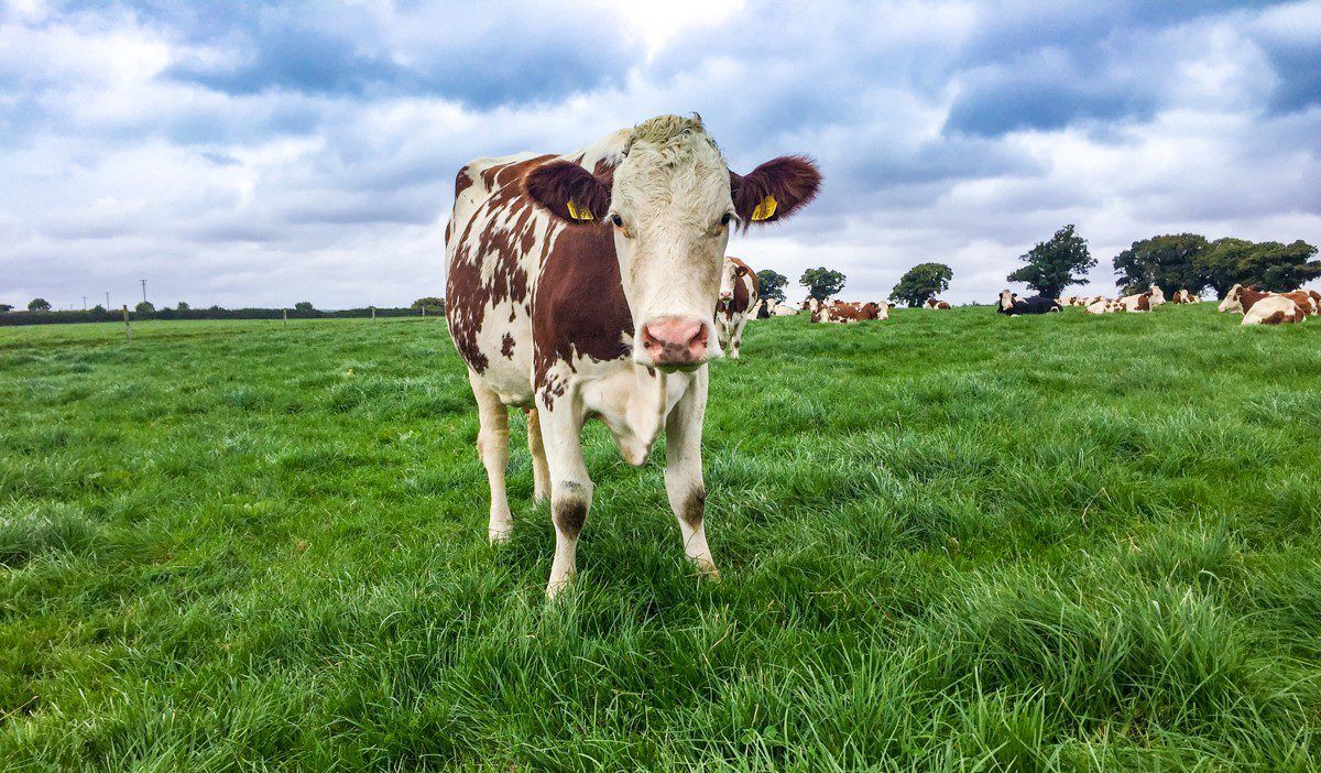 Delivering the goods on two fronts with a Montbeliarde herd