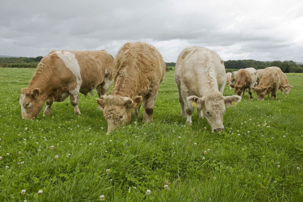 Factories say 'high' Irish beef prices are unsustainable