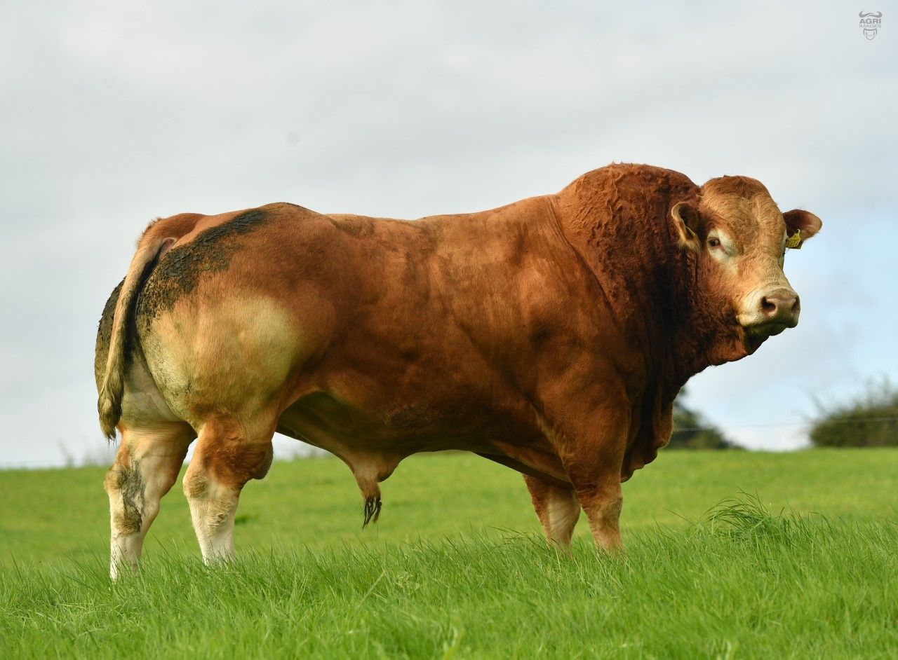President and three council members of Limousin society resign