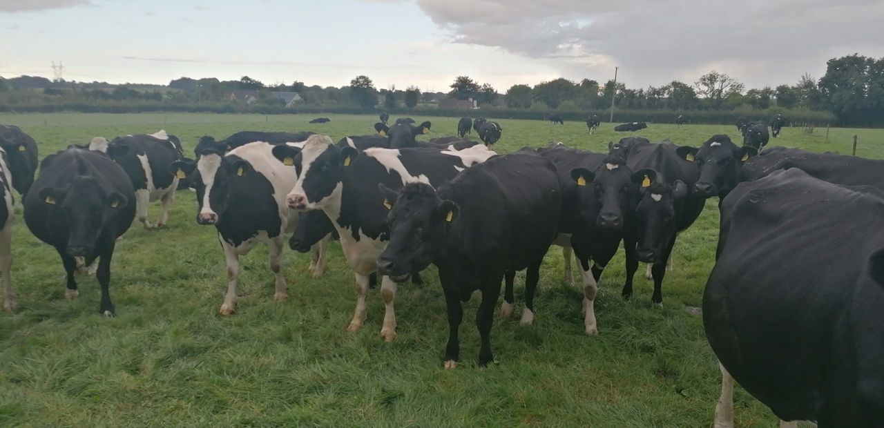 Awarding winning Possextown herd dispersal sale