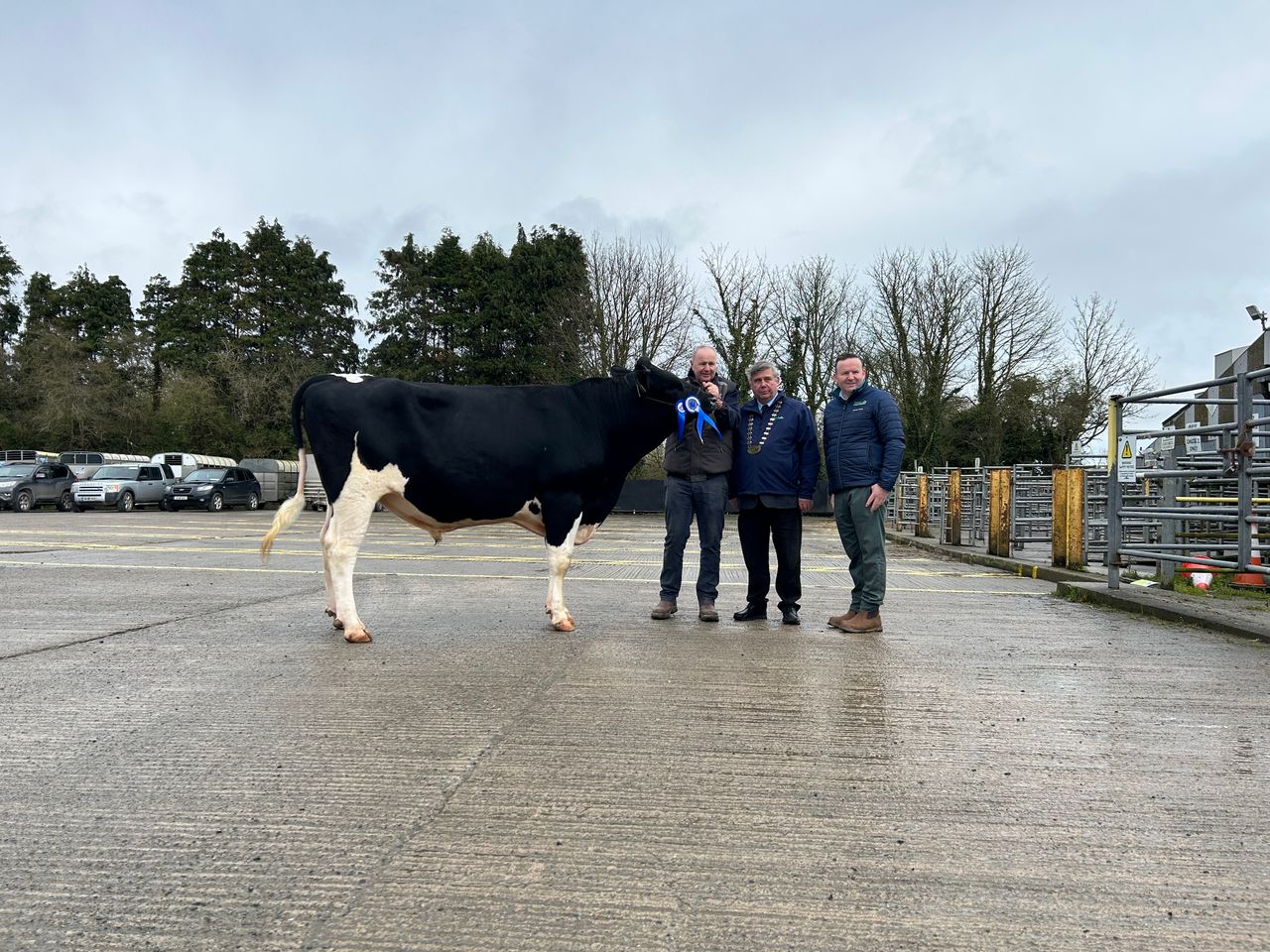 Prices hit €4,800 at the IHFA Premier Bull sale
