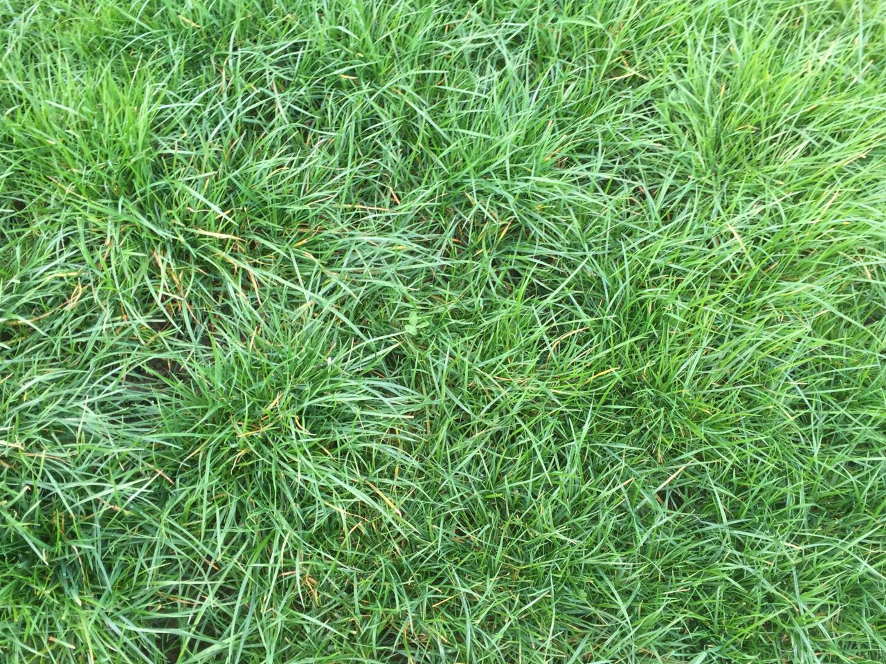 Reseeding: What grass varieties should I use?