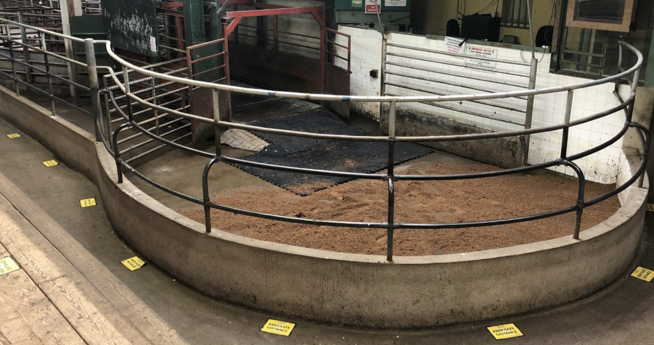 Cork Marts outlines course of action following RTÉ footage