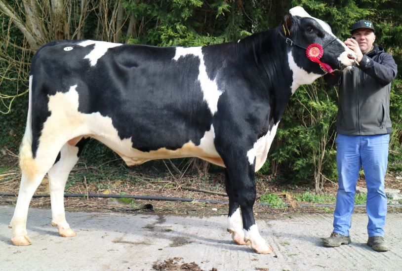 Mountfarna Rangler takes top price at IHFA Premier bull sale