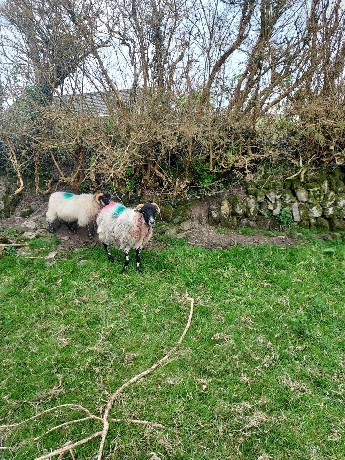 27 sheep killed in dog attack in Tipperary
