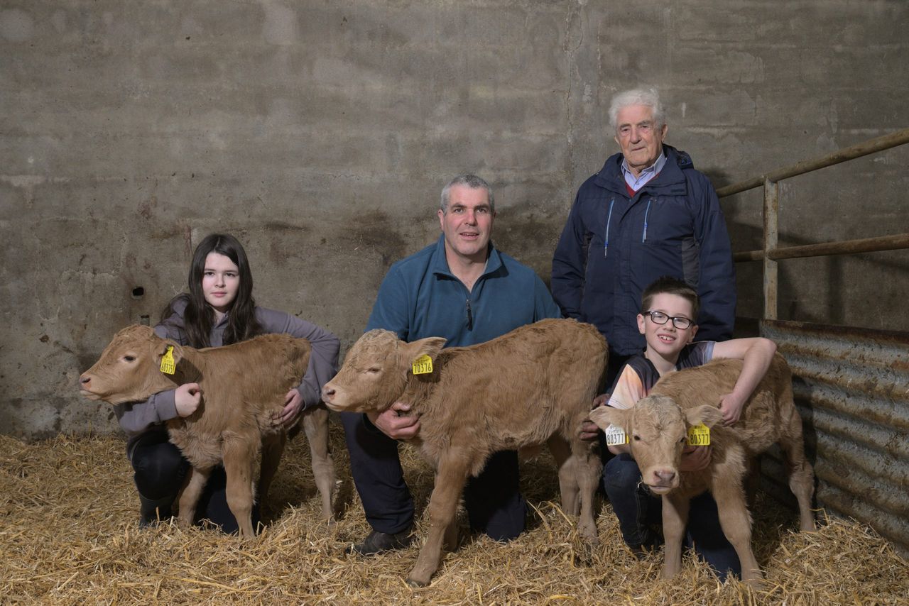 Mayo farmer's joy at 'once-in-a-lifetime' triplet heifer calves