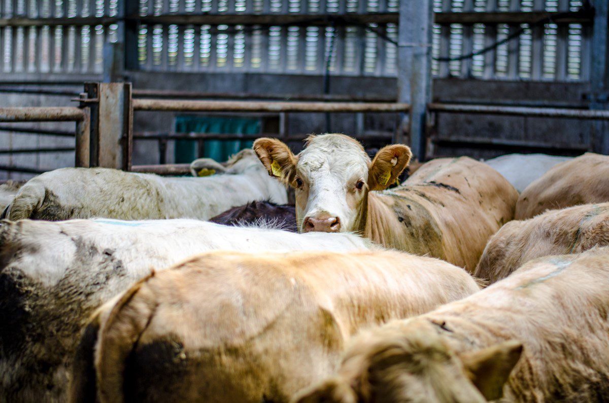 TB levels in the North peak at highest rate in over a decade