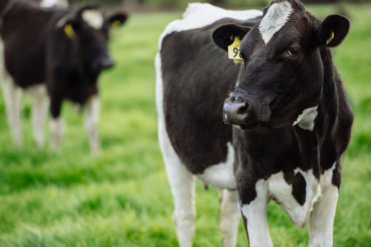 Global milk production still 'growing' - Rabobank