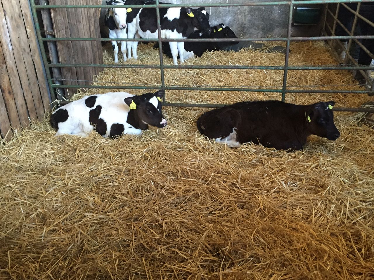 'Cryptosporidia is the number one cause of calf scour in Ireland'