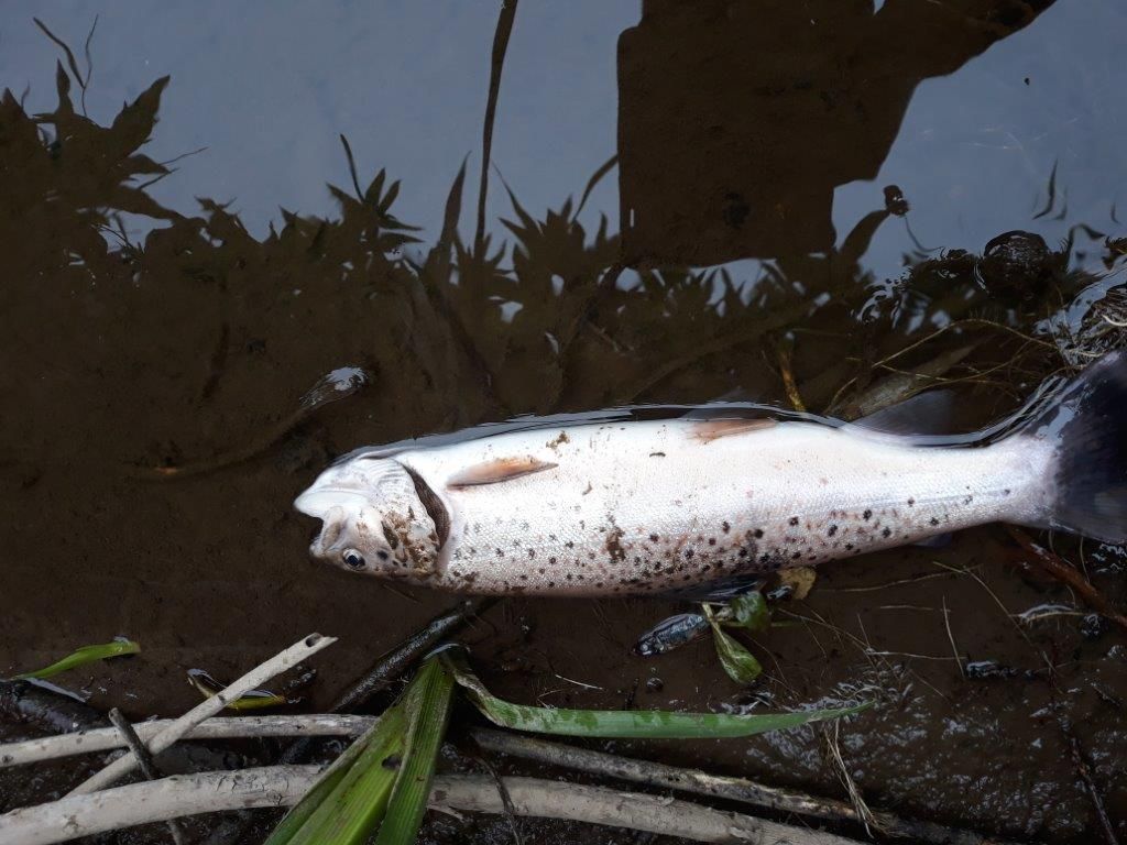 Warm weather and fish kills trigger summer water pollution warning