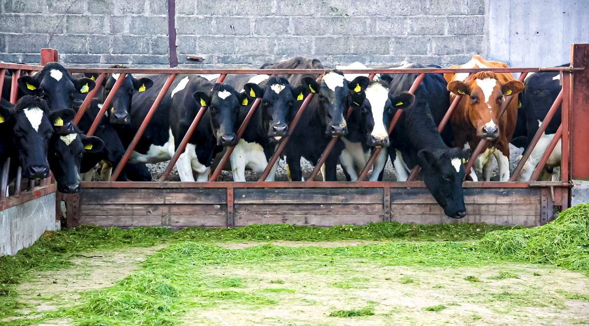 Ensuring a smooth transition period for autumn calving cows