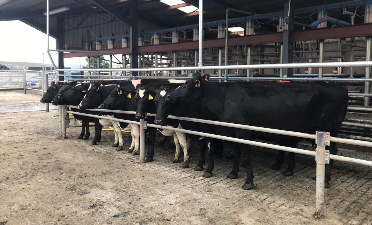 Beef use increases by 25% while Jersey use falls by 20%