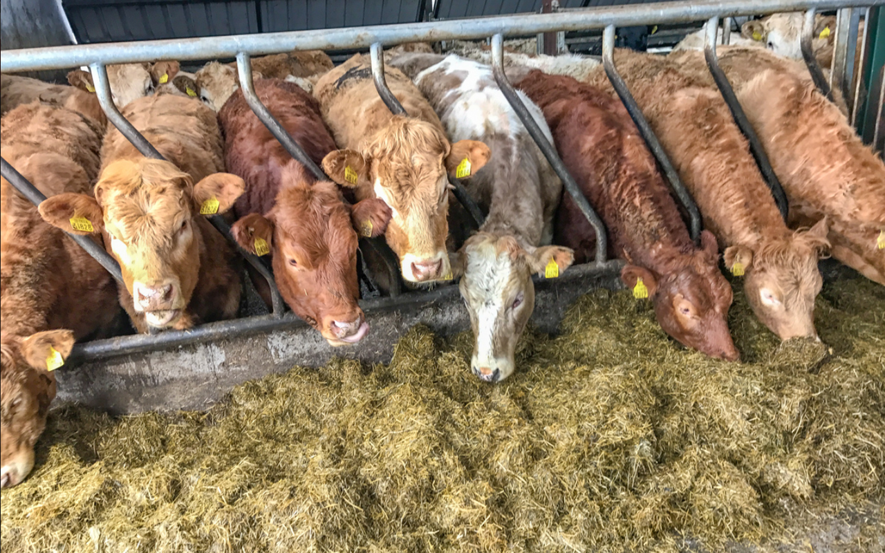 UK bluetongue cases reach 66 across 3 counties