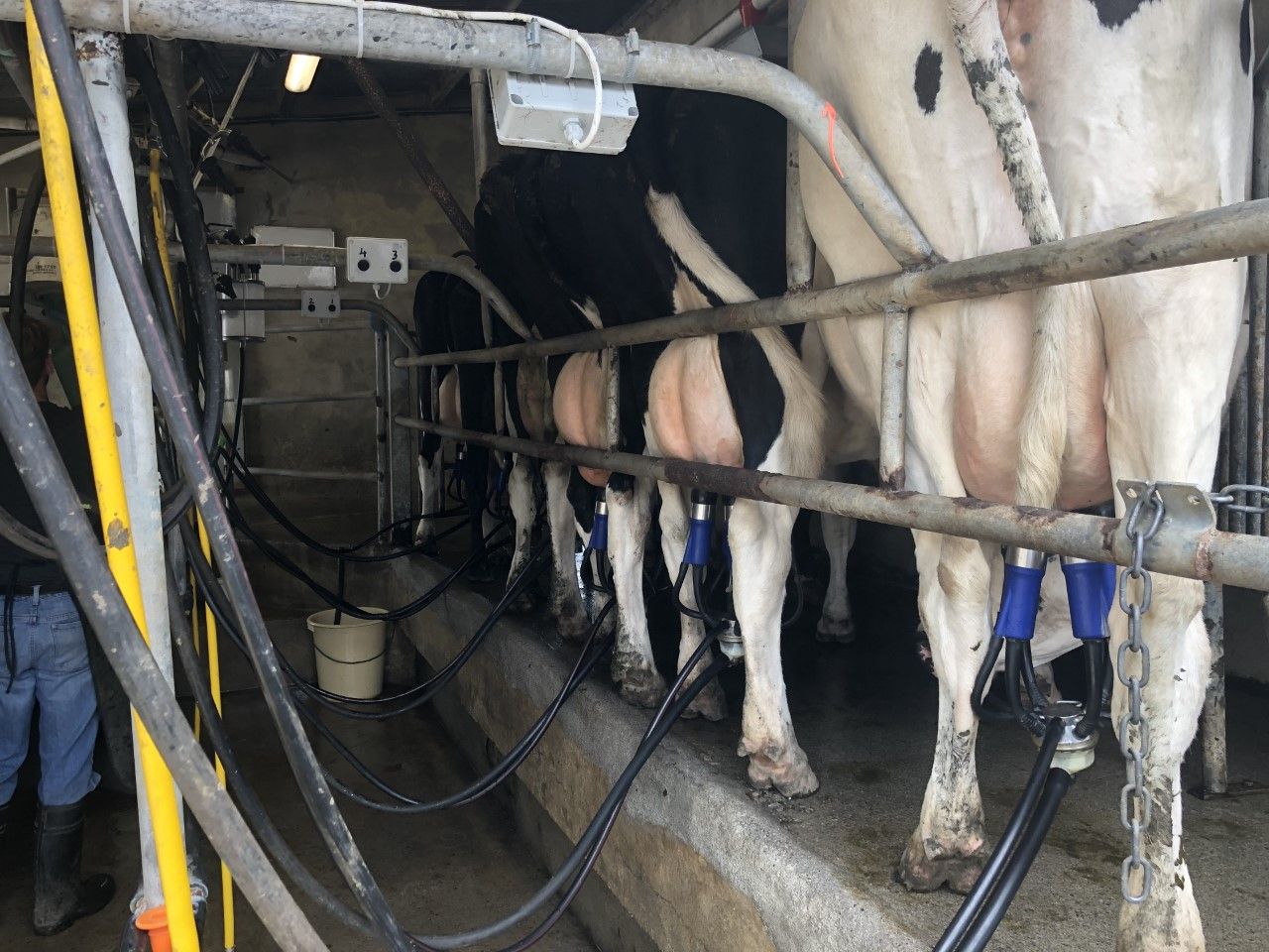 Milk recording should be on the to-do list over the coming weeks