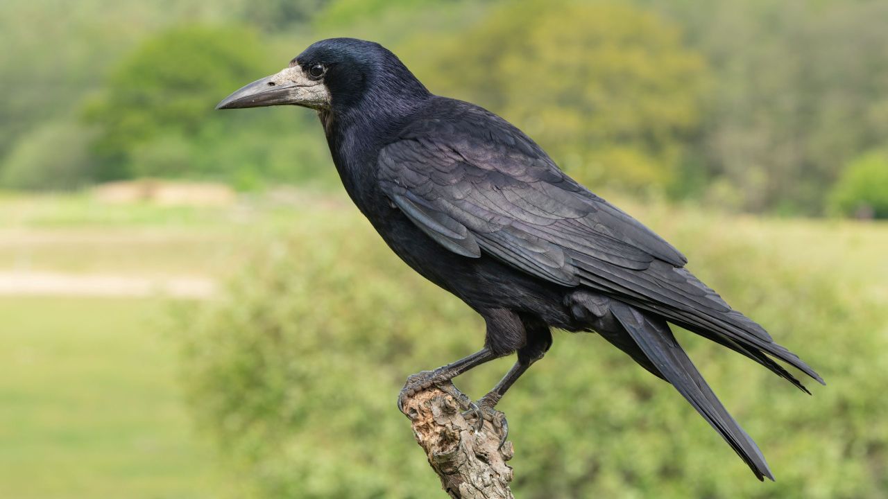 Judge tells court that 'rooks can drive people mad'