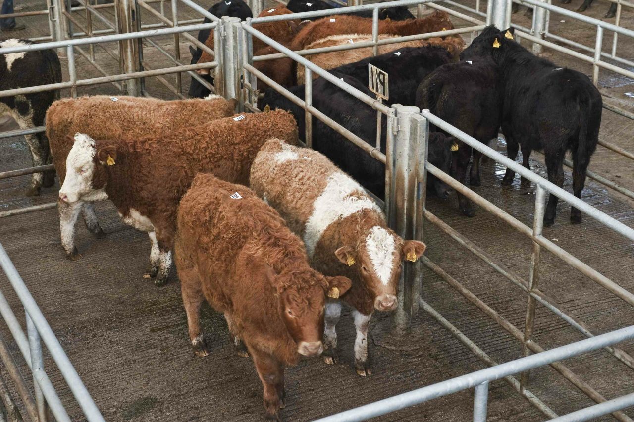 Beef trade steady with cow prices stronger