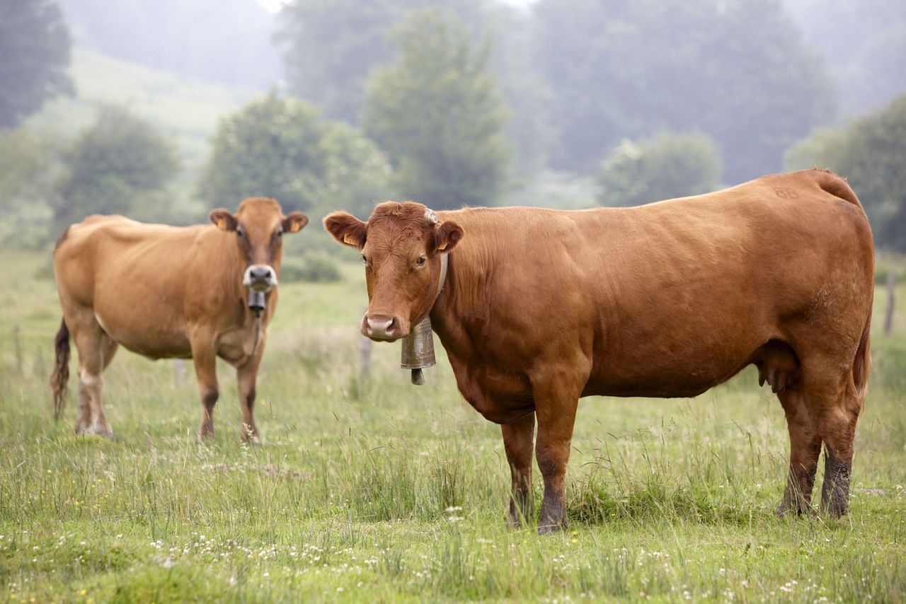 'Rapeseed-based animal feed cuts greenhouse gases by up to 13 per cent'
