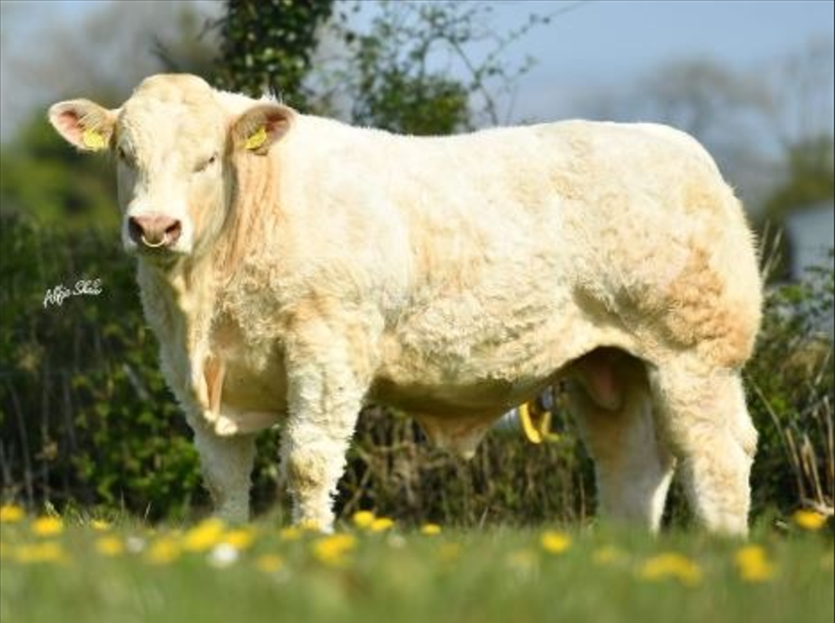 Gene Ireland unveils autumn 2022 high-index bull panel