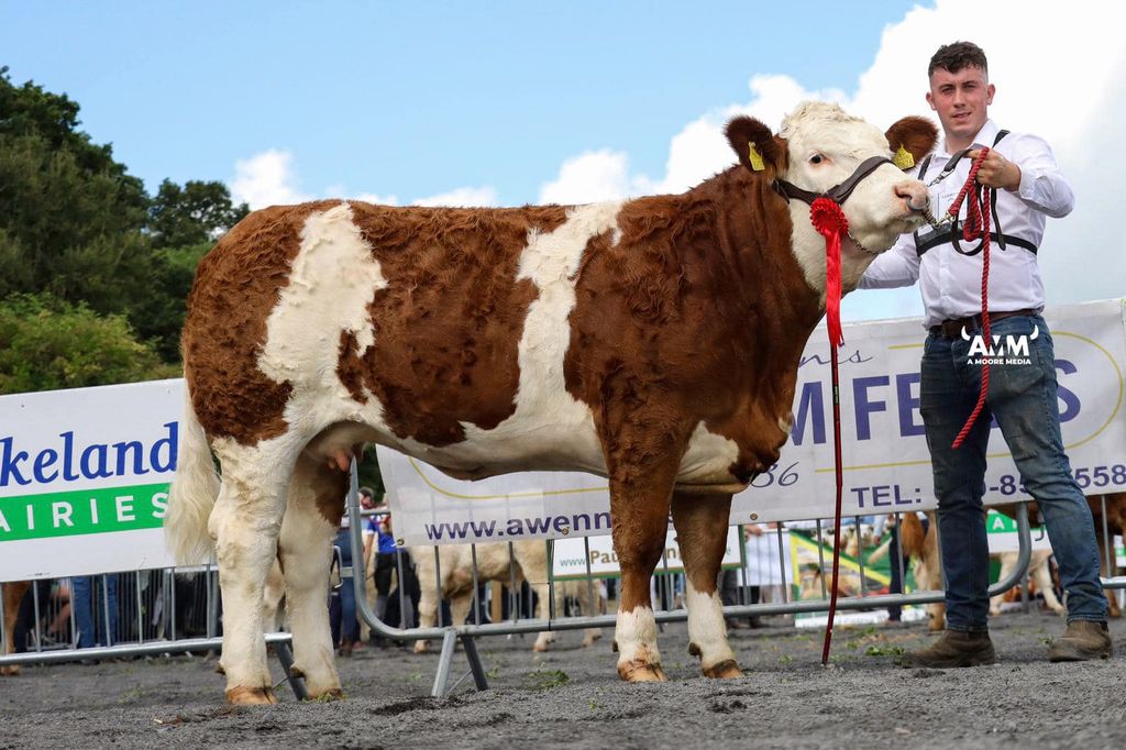Junior heifer: Thornford Nancy. Image source: A Moore Media