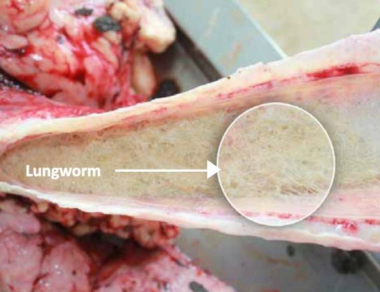 'Lungworm one of the most important respiratory diseases'