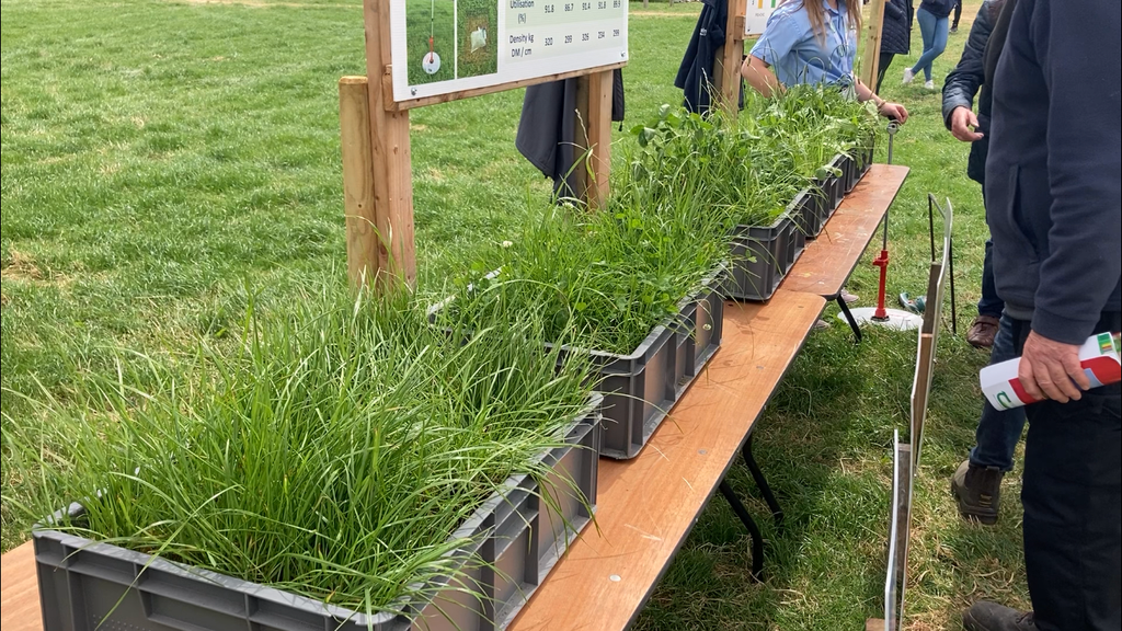 Grass-only /grass + WC /grass + RC /grass + chicory /grass + plantain