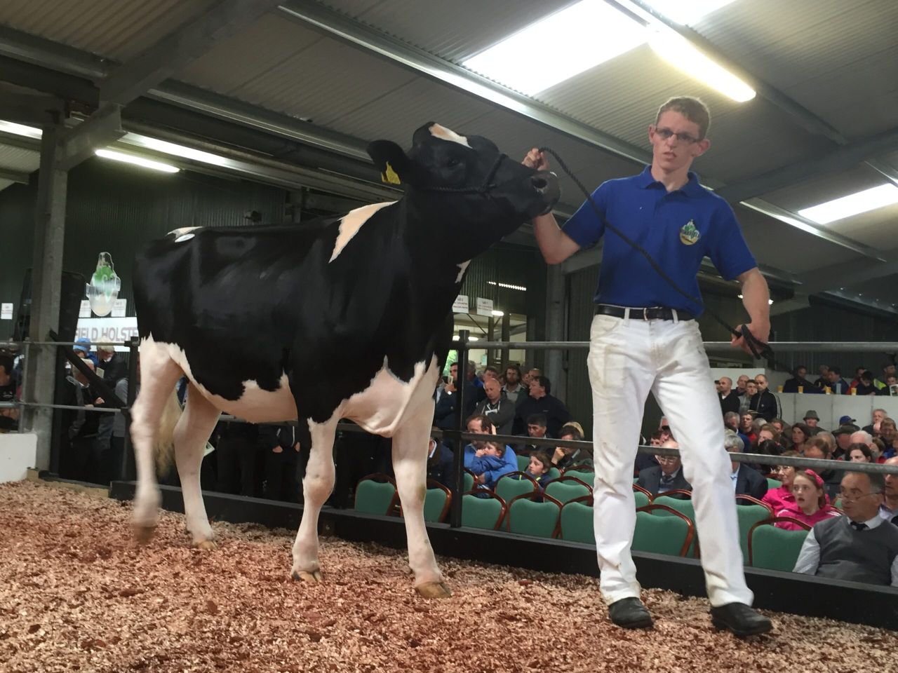 Heifers reach €4,200 at Irish Holstein Friesian Association sale