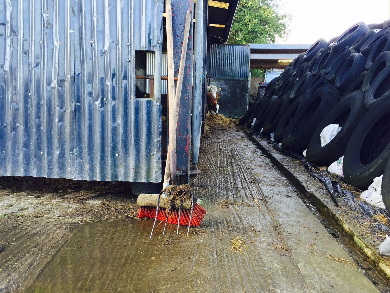 Taking fallen animals to NI not an option for all counties - senator