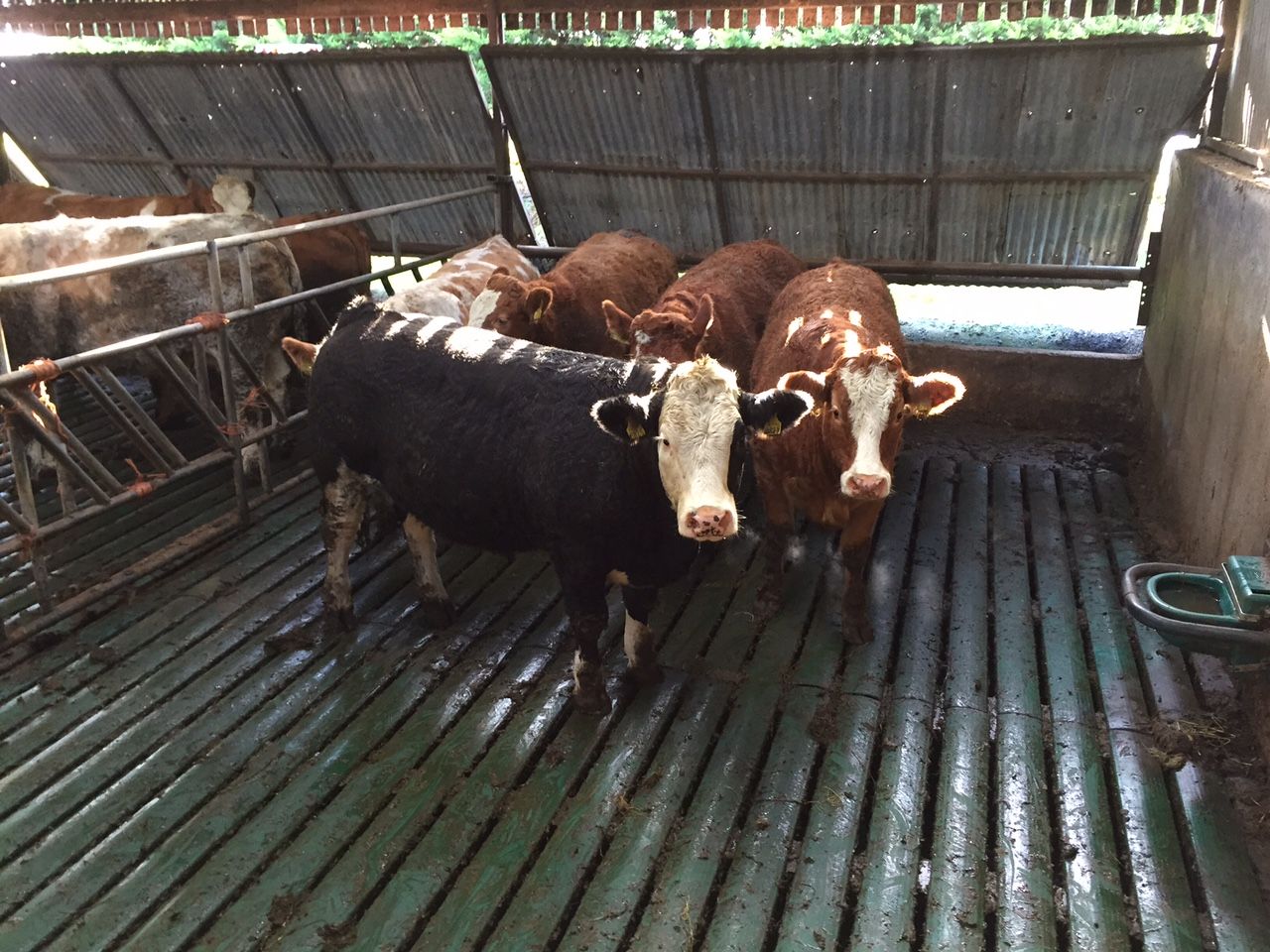 Can floor type and animal space affect cattle performance indoors?