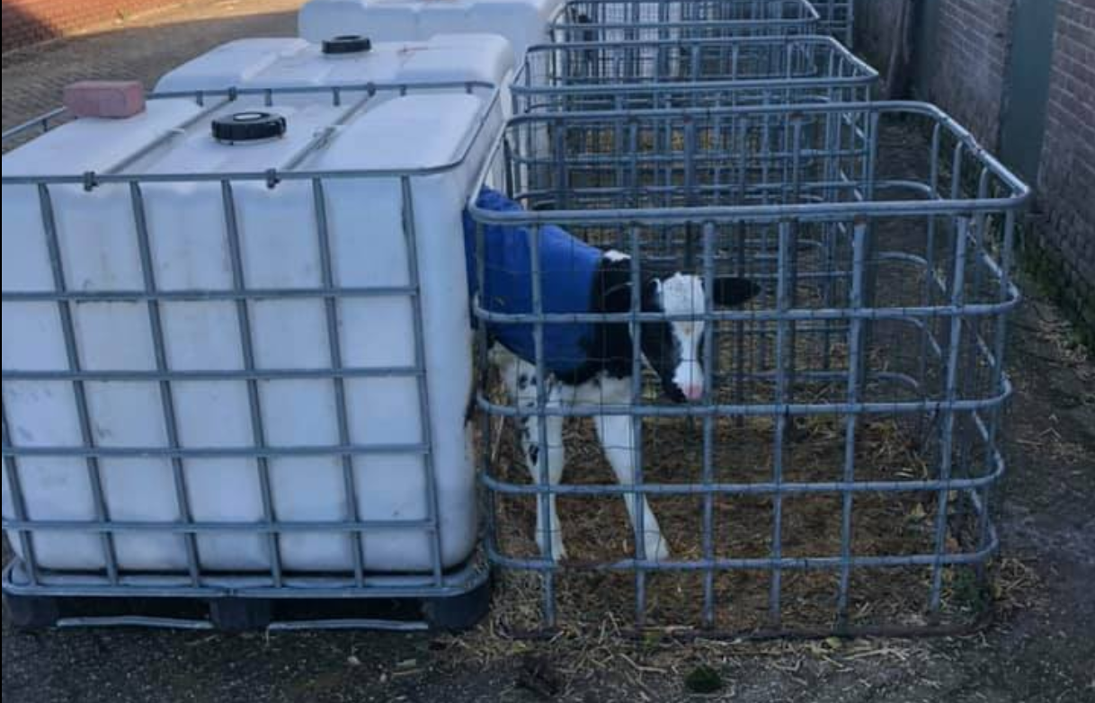IBC tanks get new lease of life in calf pen conversion