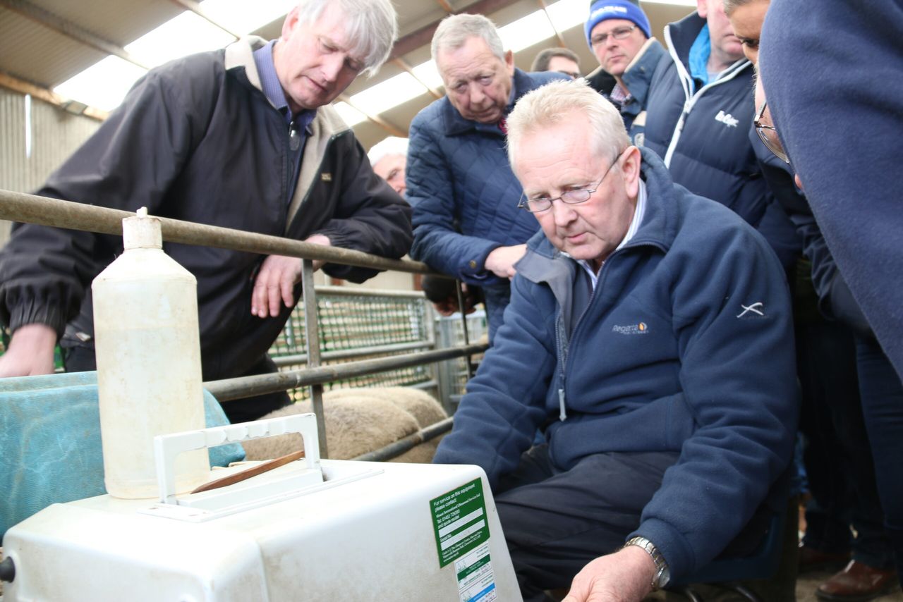 Northern sheep breeders call for Sheep Ireland style programme