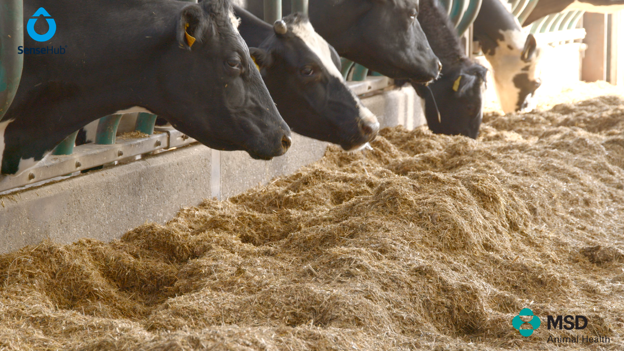 Partners in Reproduction Series: Pre-breeding management on dairy farms