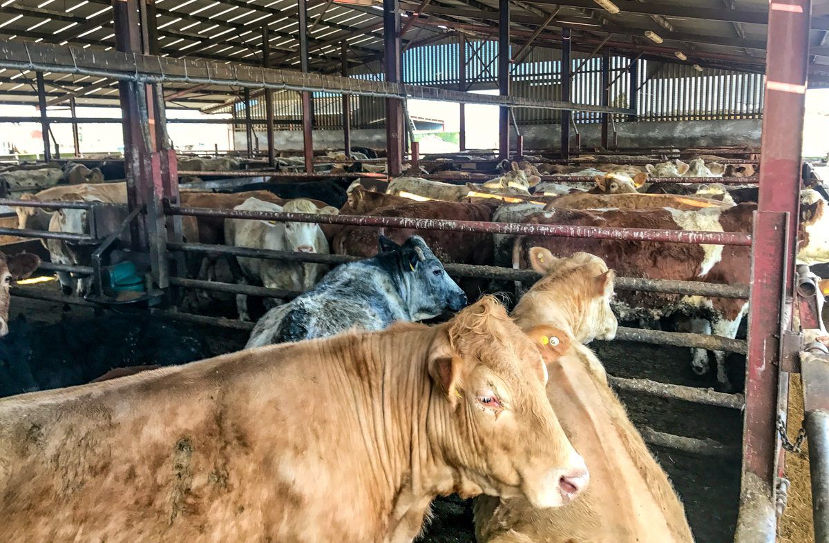 Beef trade: 400c/kg for factory-fit heifers more freely available