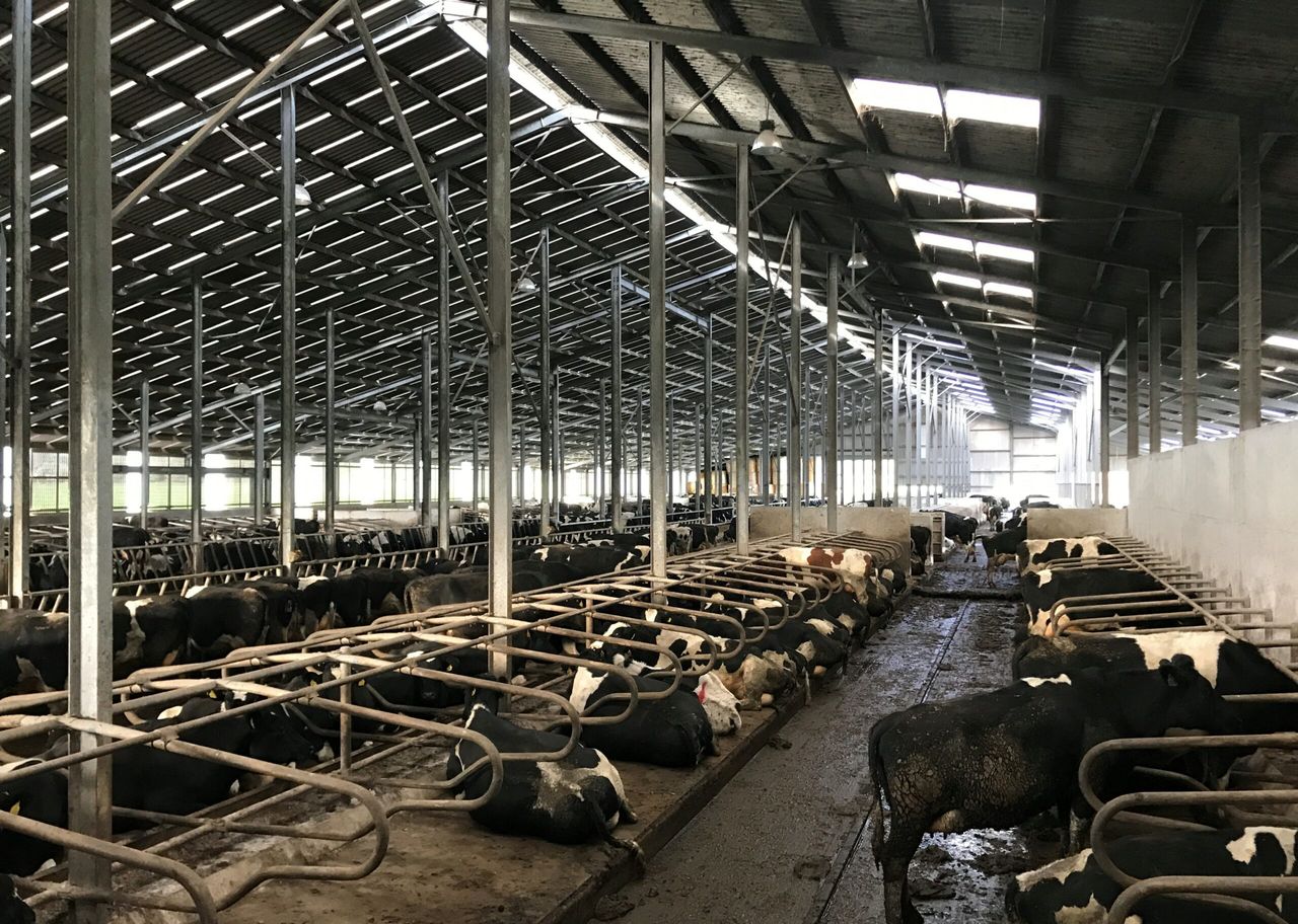 Buildings focus: A milking parlour and 500 cubicles under the one roof