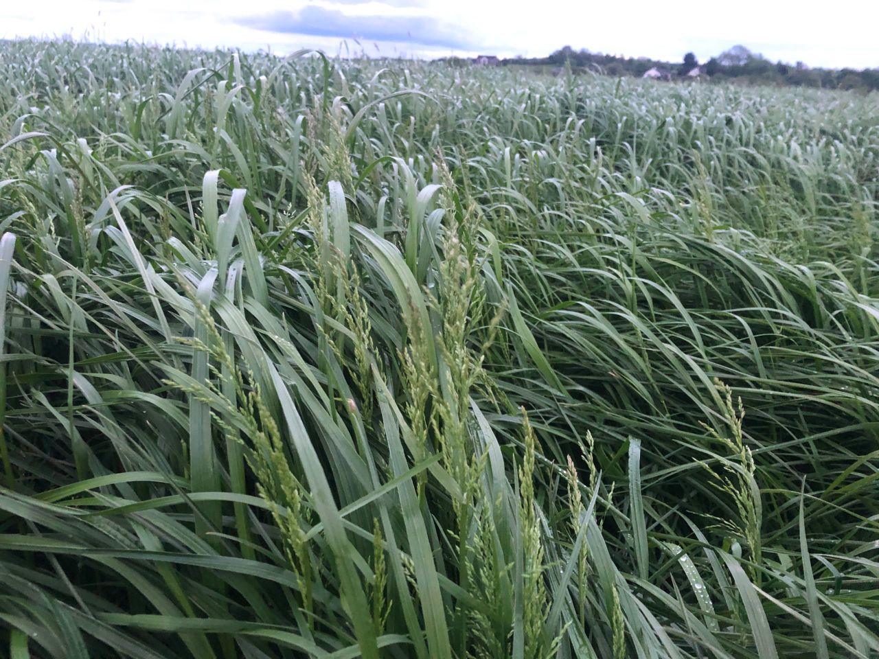 Silage 2022: Tricky weather sees slow start to first cut