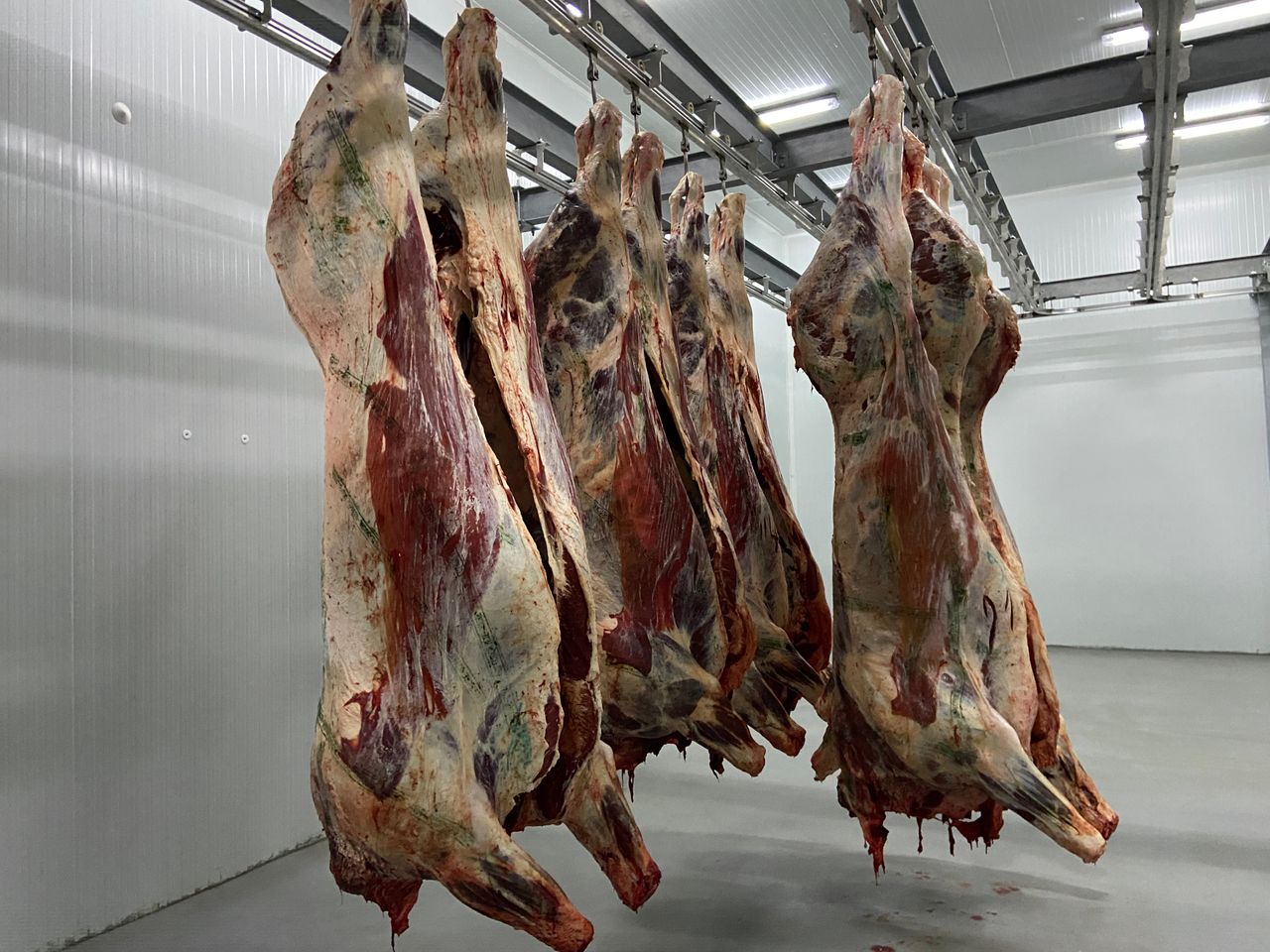 Beef trade: In-spec heifer and steer price holds