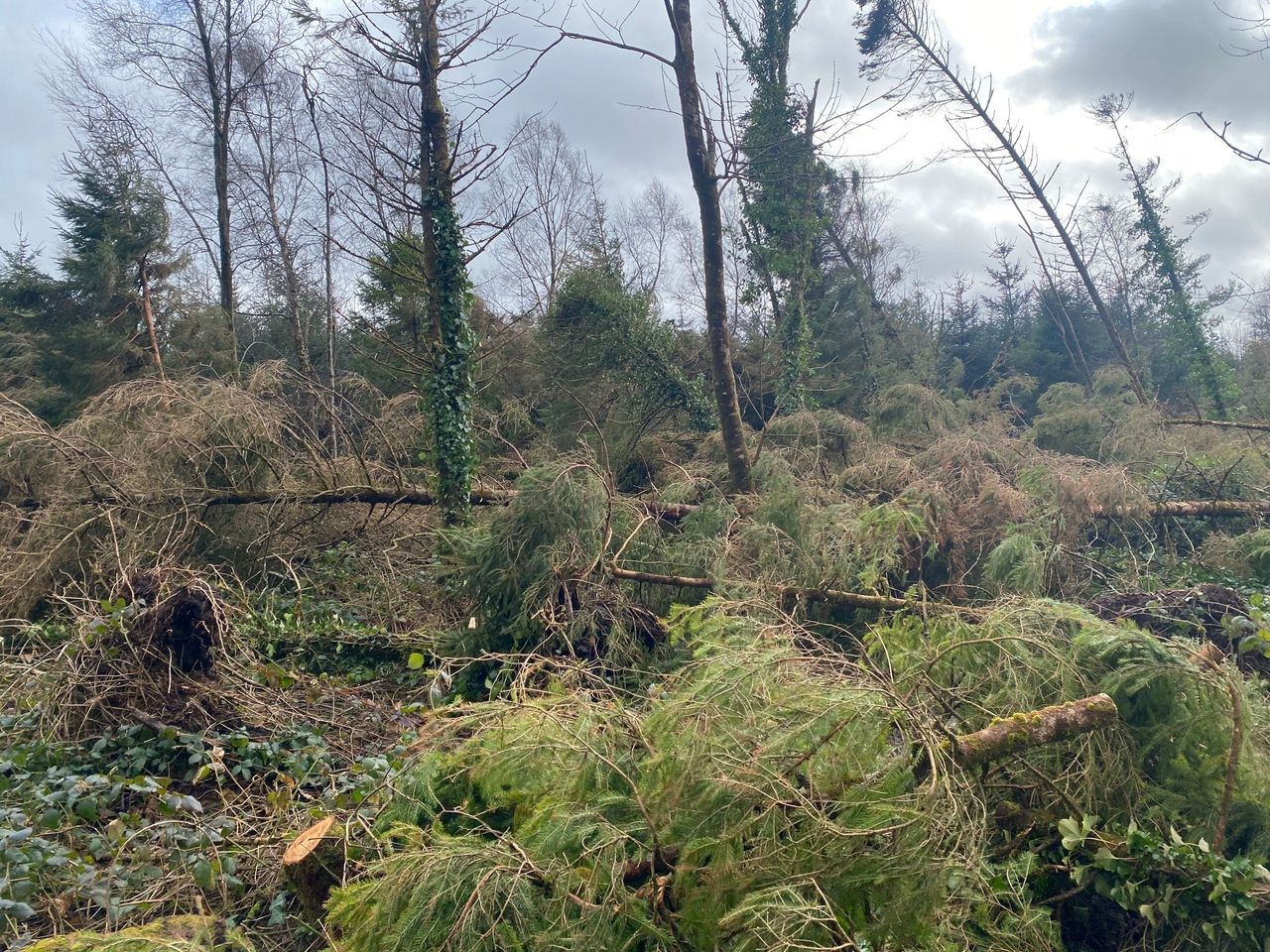 Sawmills to increase capacity by 30% to clear storm damage
