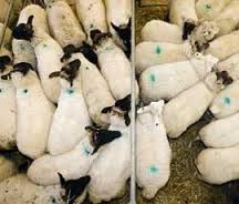 Farmers resisting lower lamb prices - IFA