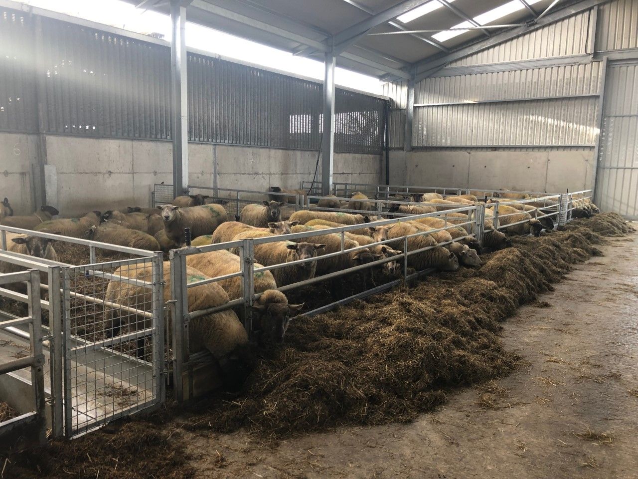 Ewe management: Getting nutrition right pre-lambing