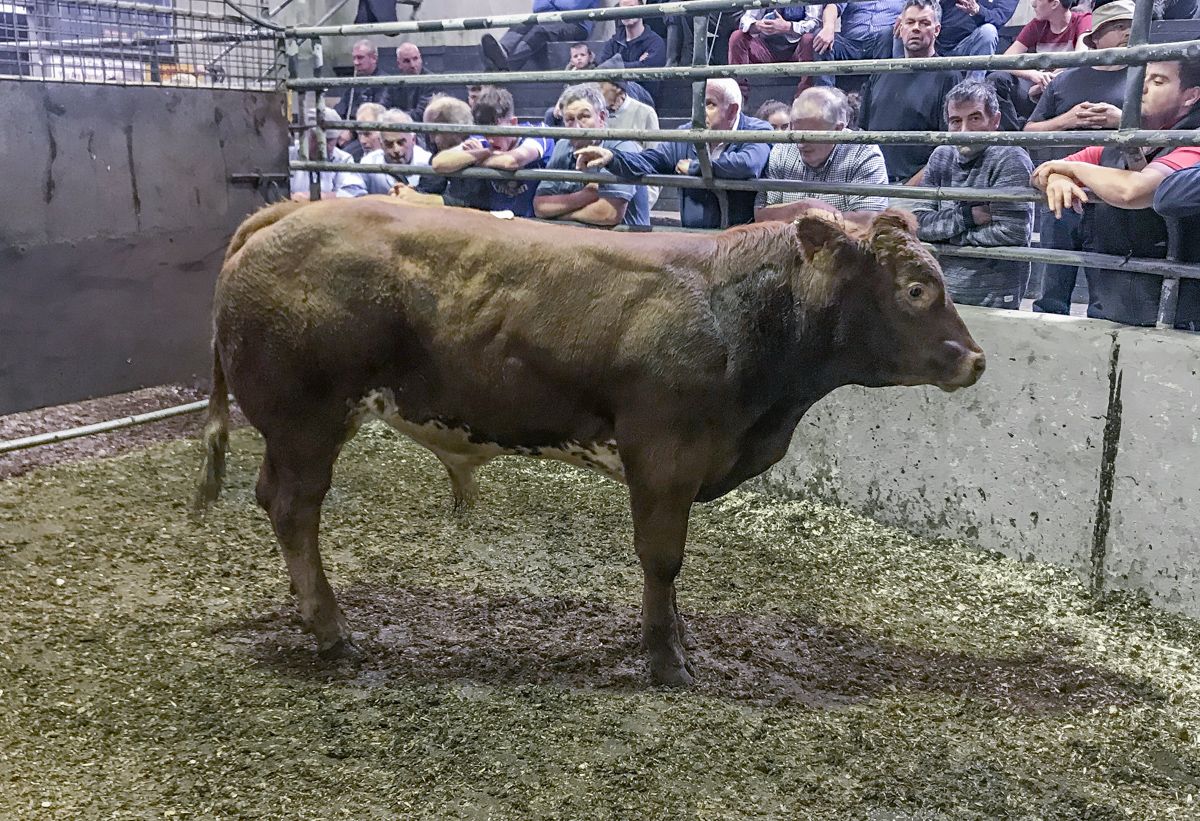 Valuing animals set to become 'a serious challenge' for marts - ICOS warning