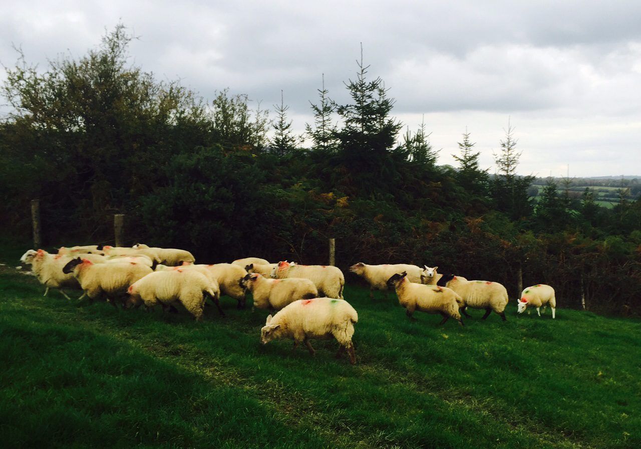 Spring lamb price improves as processors try to secure supplies