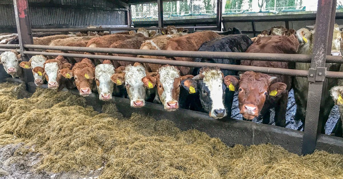 LMC reviews NI farm quality assurance strategy