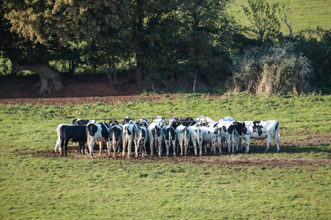 NI veterinary service needs to play 'a strategic role' on TB  - dairy farmer