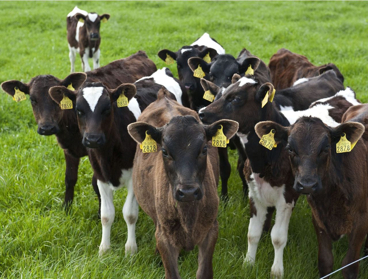 Dairy beef 'action plan' to 'formalise' relations between farmers
