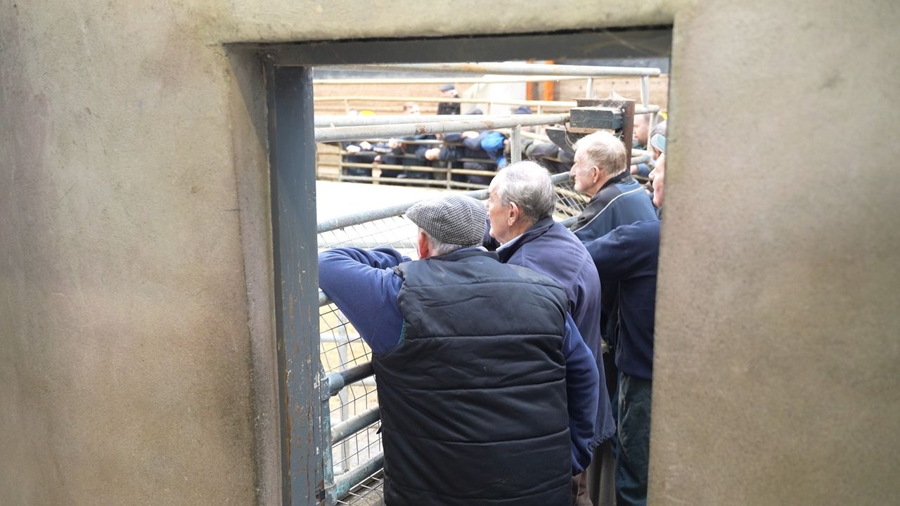 Bluetongue: Live trade of cattle to NI issue expected to be 'resolved' in days