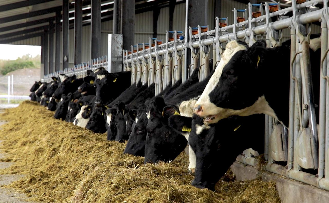 Winter milk: Feeding and grouping cows accordingly
