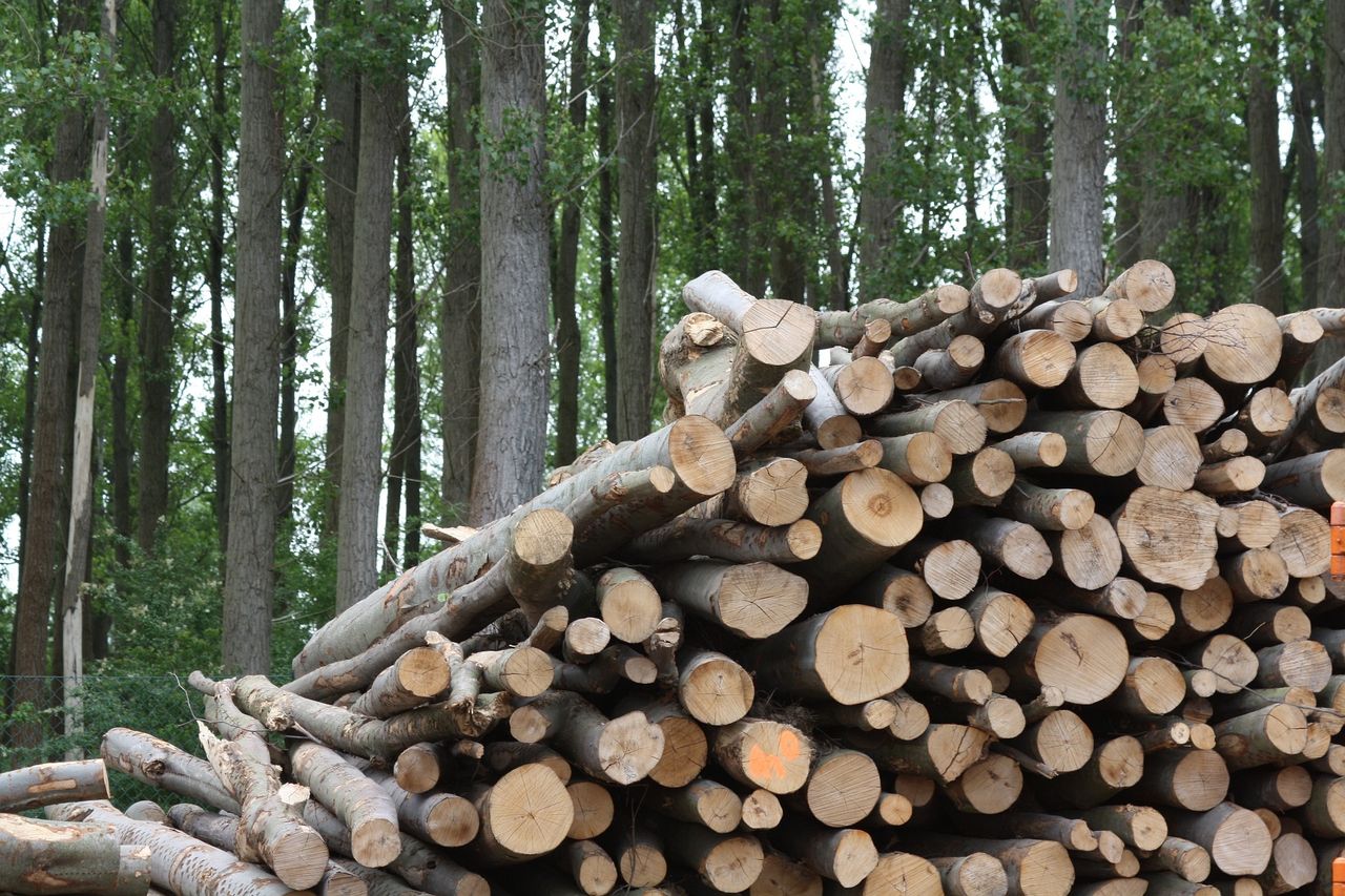 Supply of Irish roundwood to increase 68% by 2035 - study