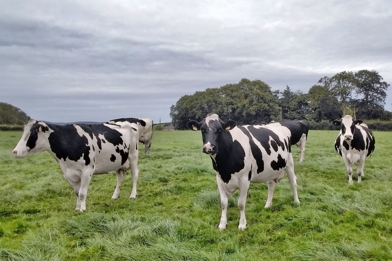Proving high yielding cows can be grazed successfully in Co. Down