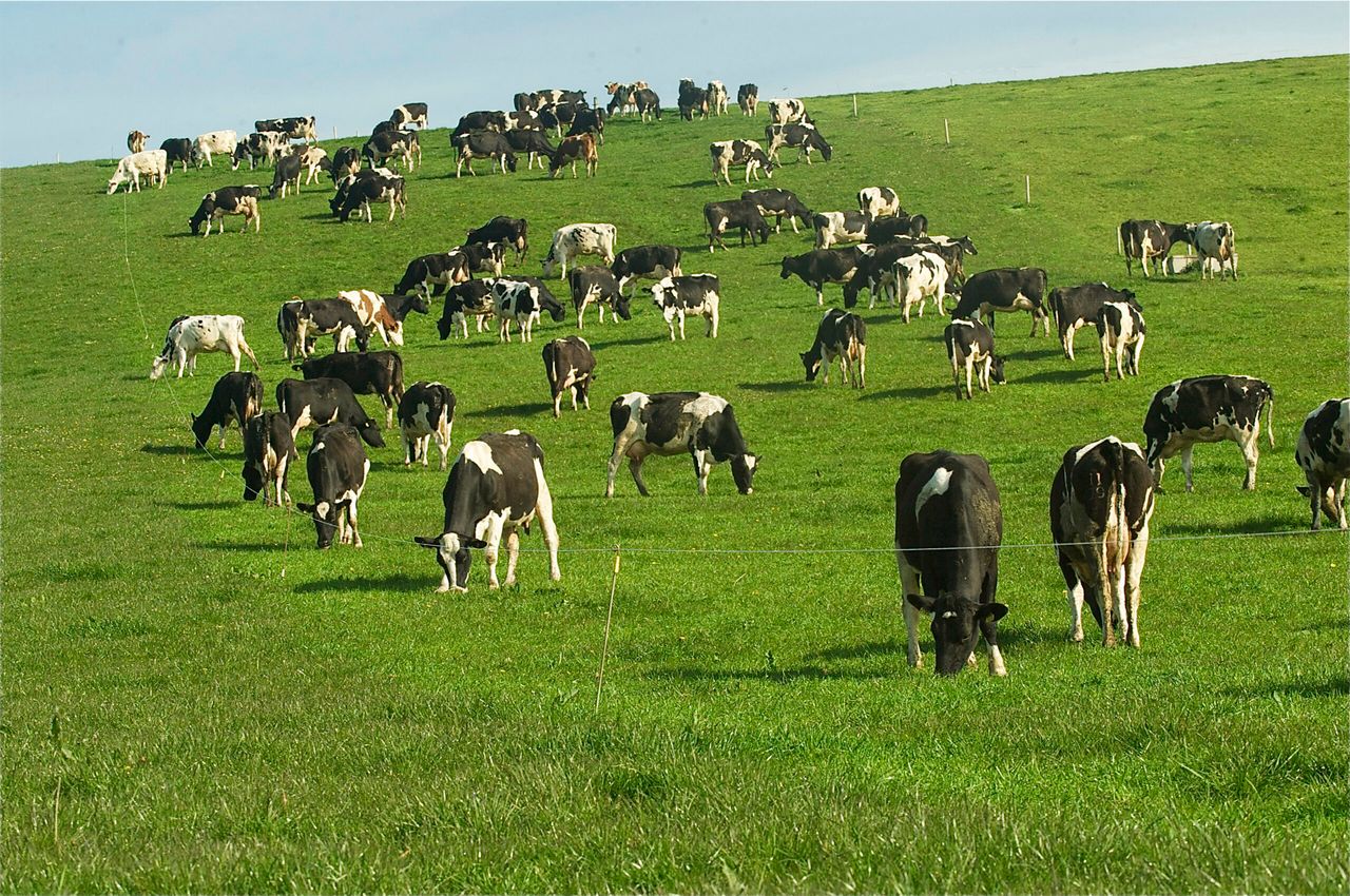 Cork poised to be fastest growing dairy region in the first world