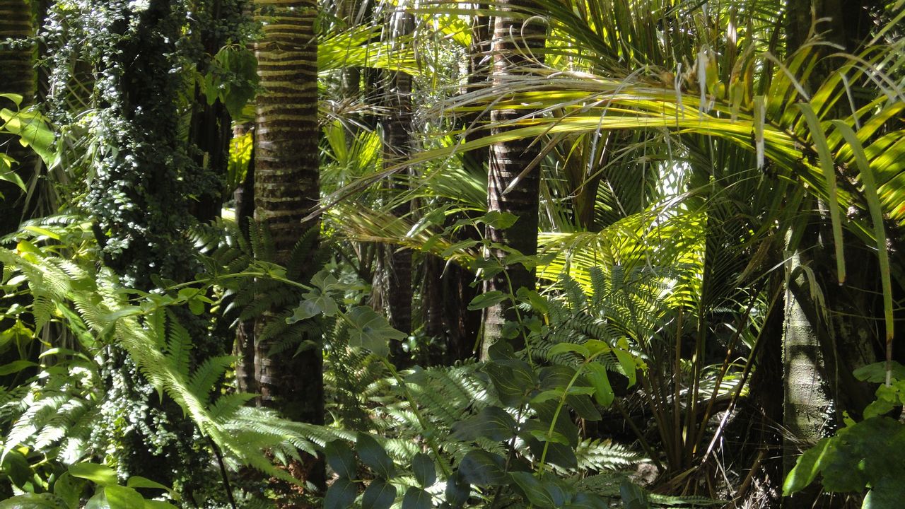 Resilience of certain forests in decline, EU study finds